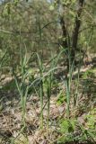 Allium decipiens. Растения с формирующимися соцветиями. Ростовская обл., Аксайский р-н, окр. хут. Александровка, байрачные заросли. 06.05.2017.