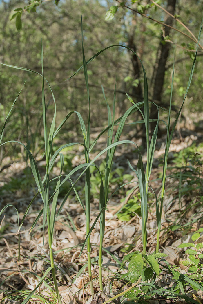 Изображение особи Allium decipiens.