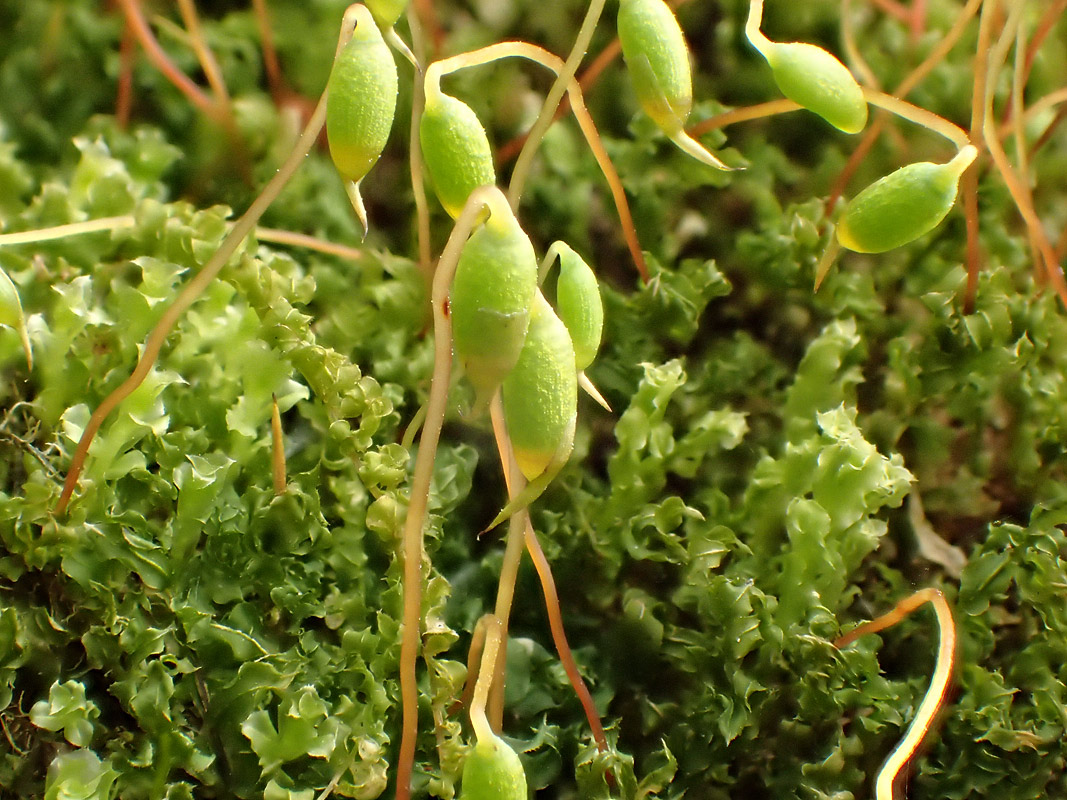 Image of Plagiomnium cuspidatum specimen.