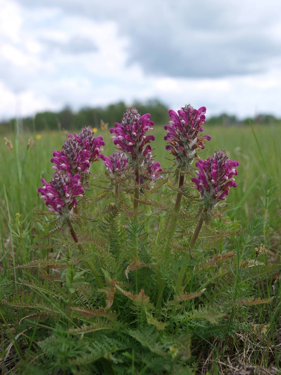 Image of Pedicularis dasystachys specimen.