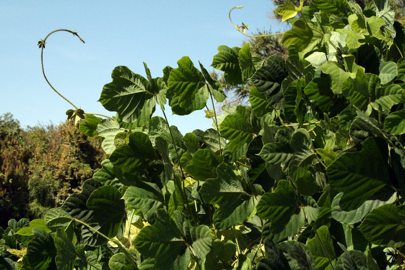 Image of Pueraria lobata specimen.