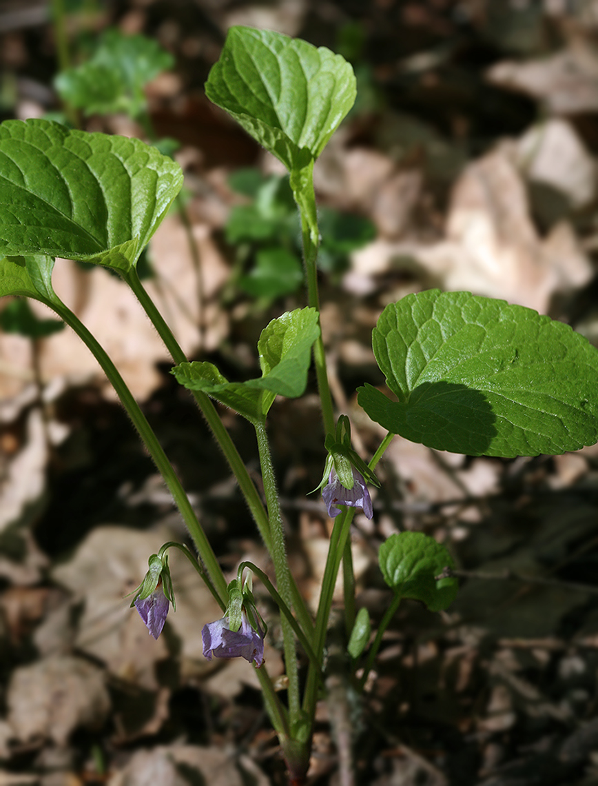 Изображение особи Viola mirabilis.