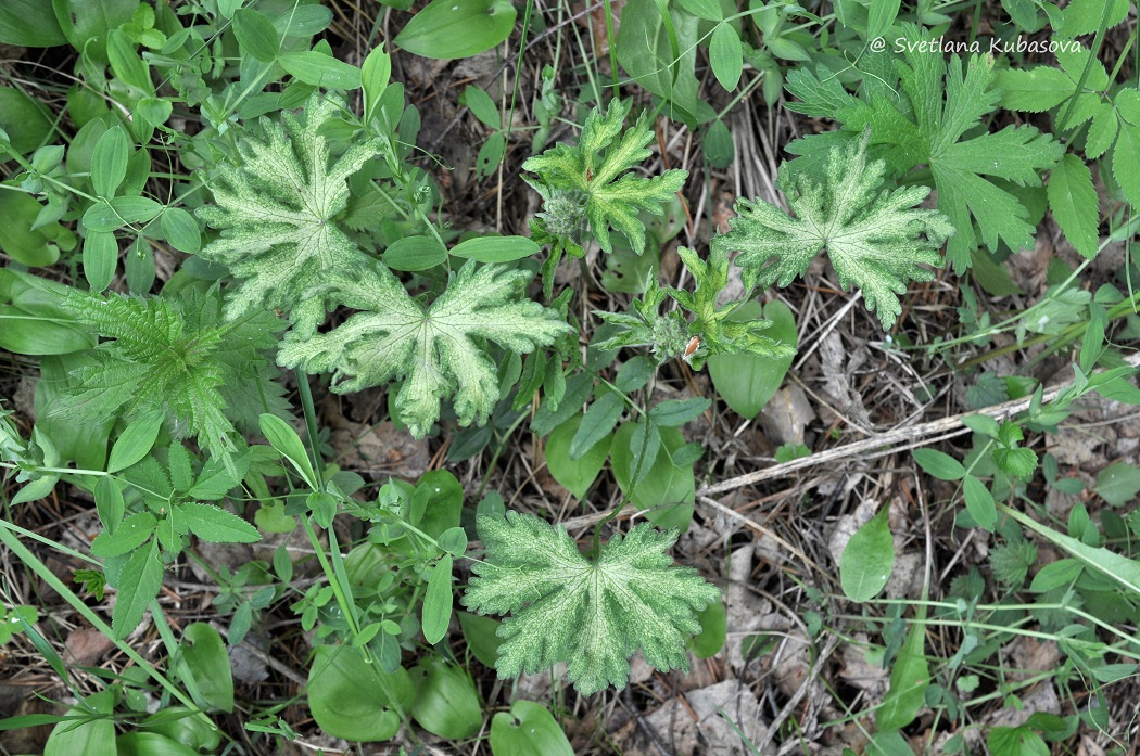 Image of Geranium sylvaticum specimen.