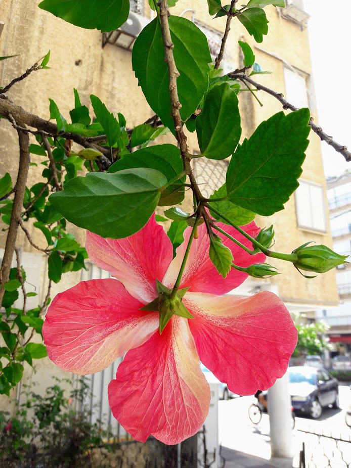 Image of Hibiscus rosa-sinensis specimen.