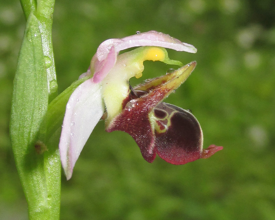 Изображение особи Ophrys oestrifera.