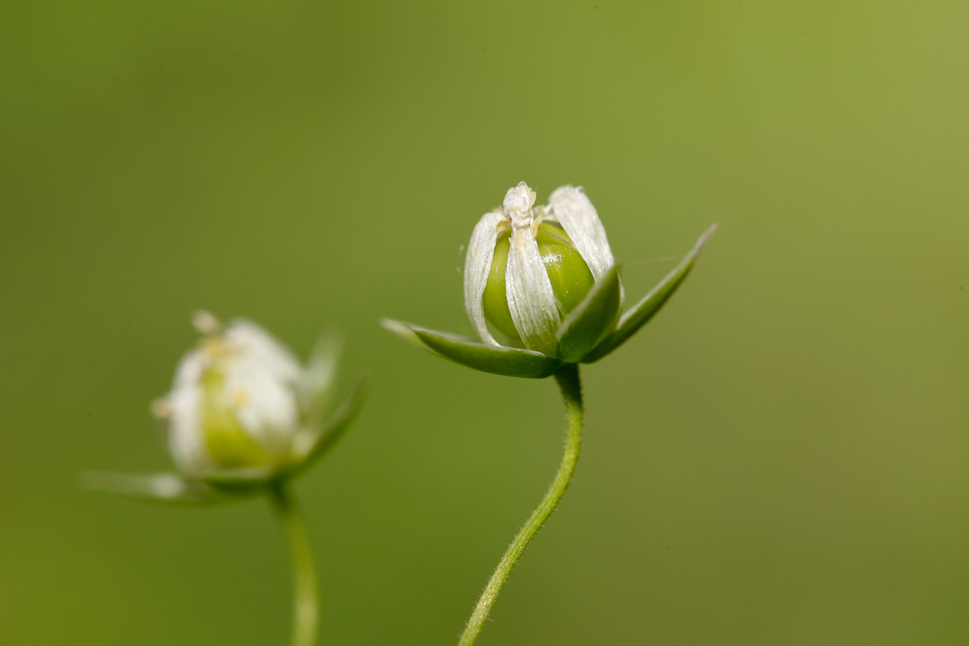 Изображение особи Stellaria holostea.