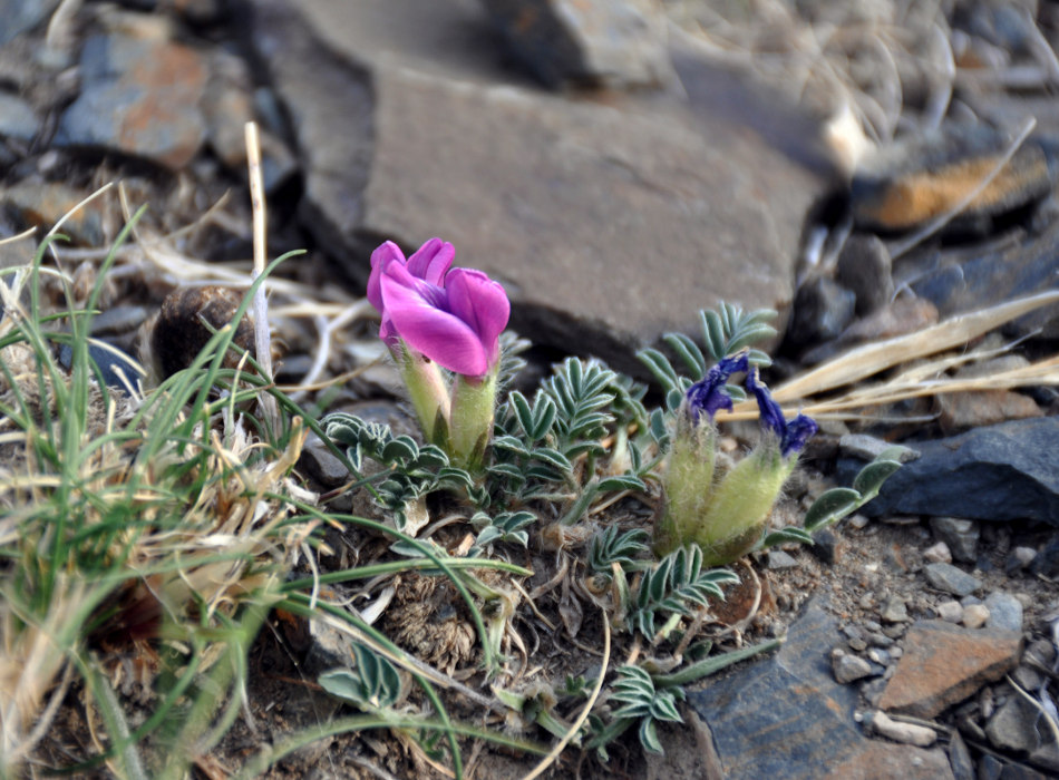 Image of Oxytropis intermedia specimen.