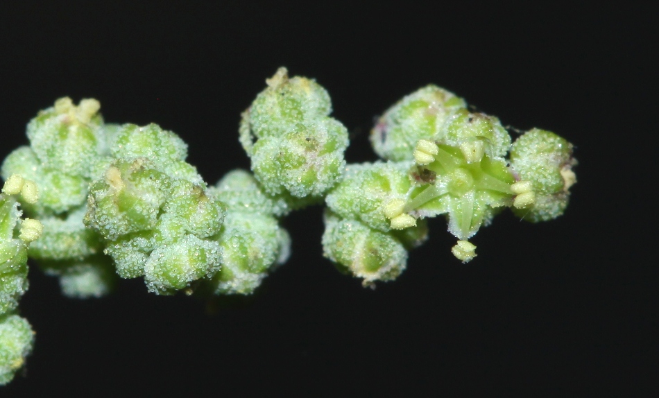 Изображение особи Chenopodium bryoniifolium.