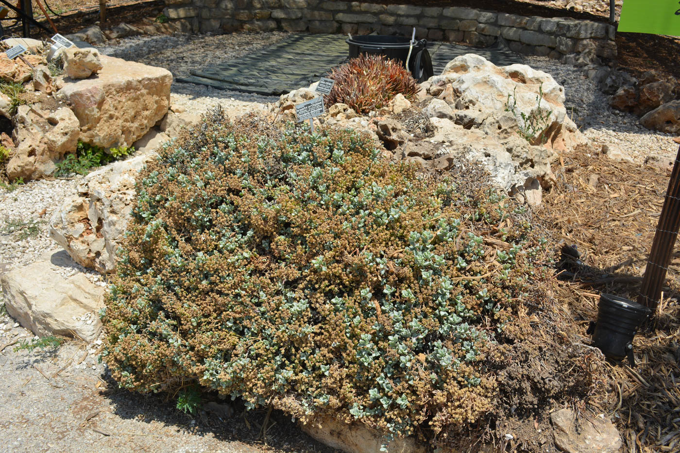 Изображение особи Lampranthus deltoides.