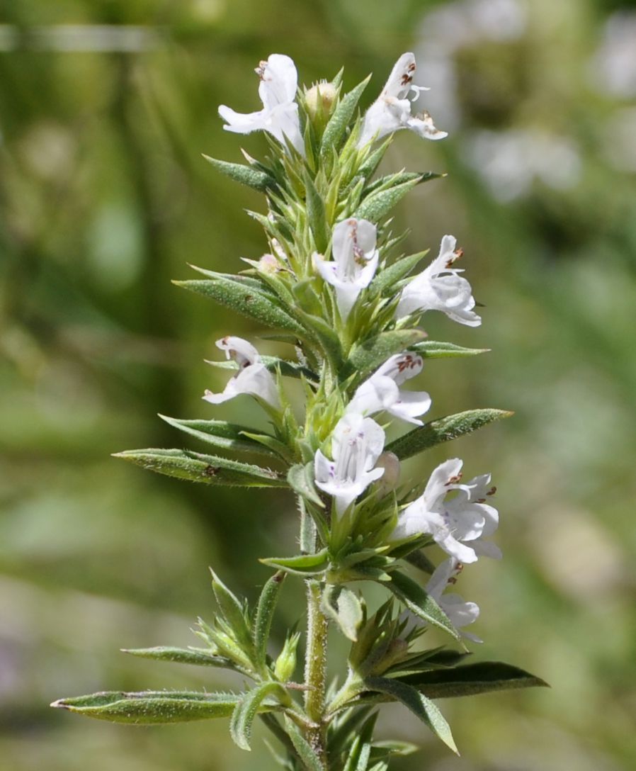 Image of Satureja montana ssp. macedonica specimen.