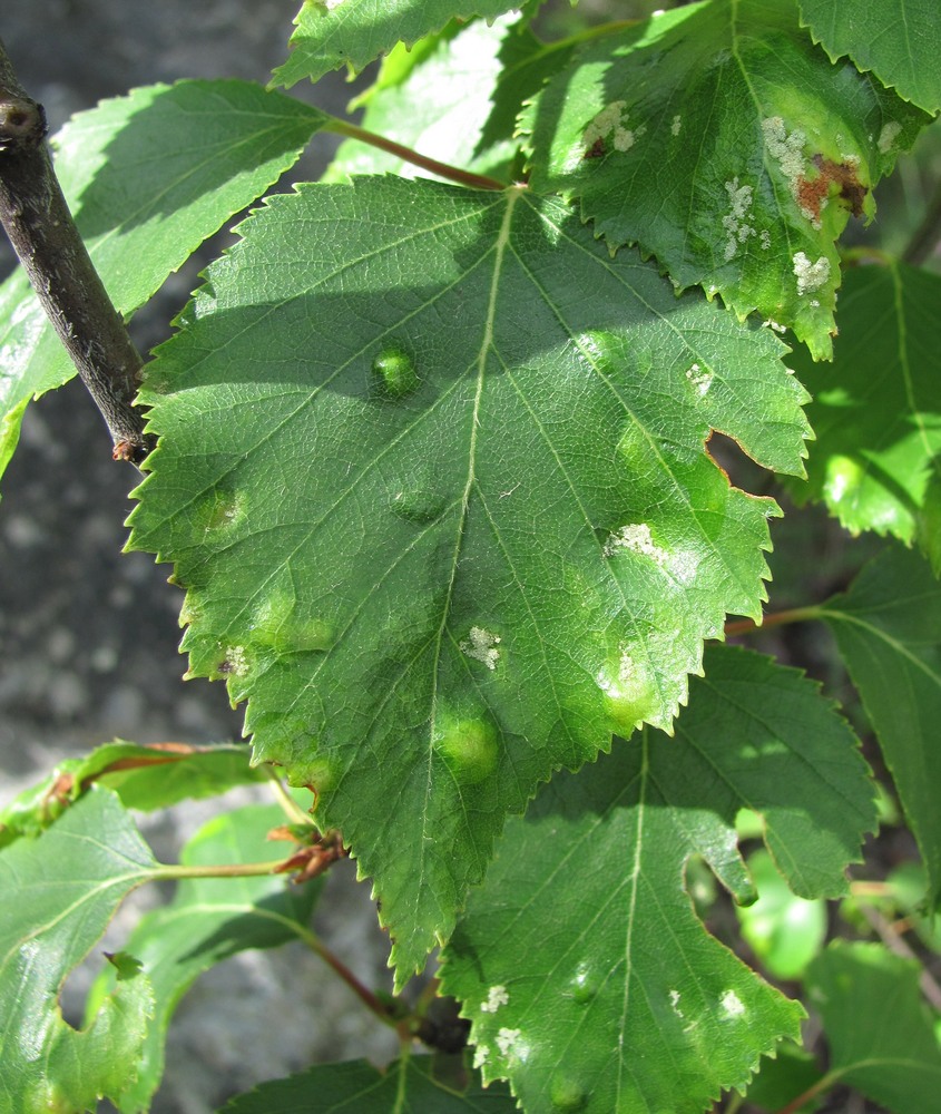 Изображение особи Betula litwinowii.