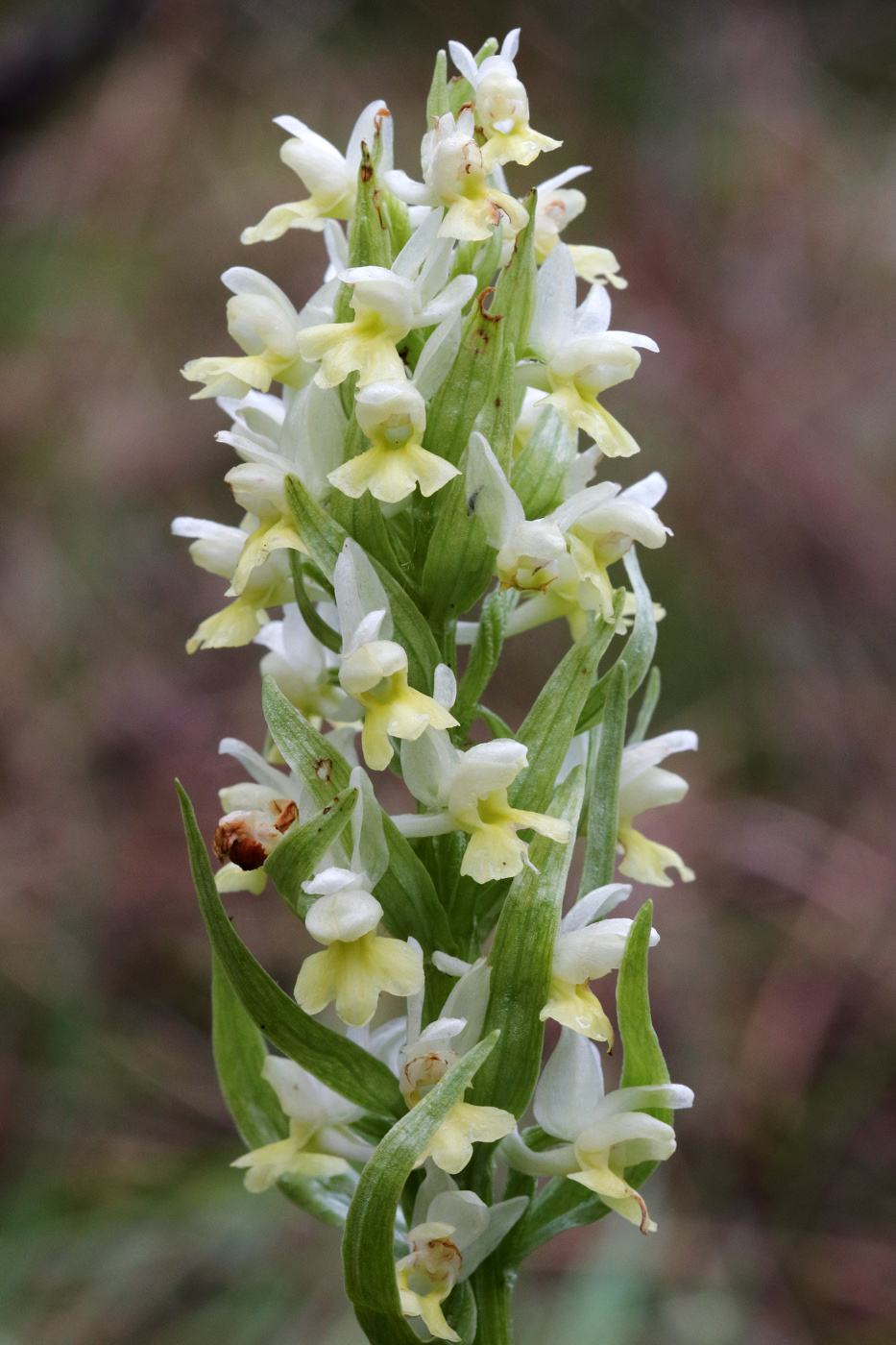 Image of Dactylorhiza romana ssp. georgica specimen.