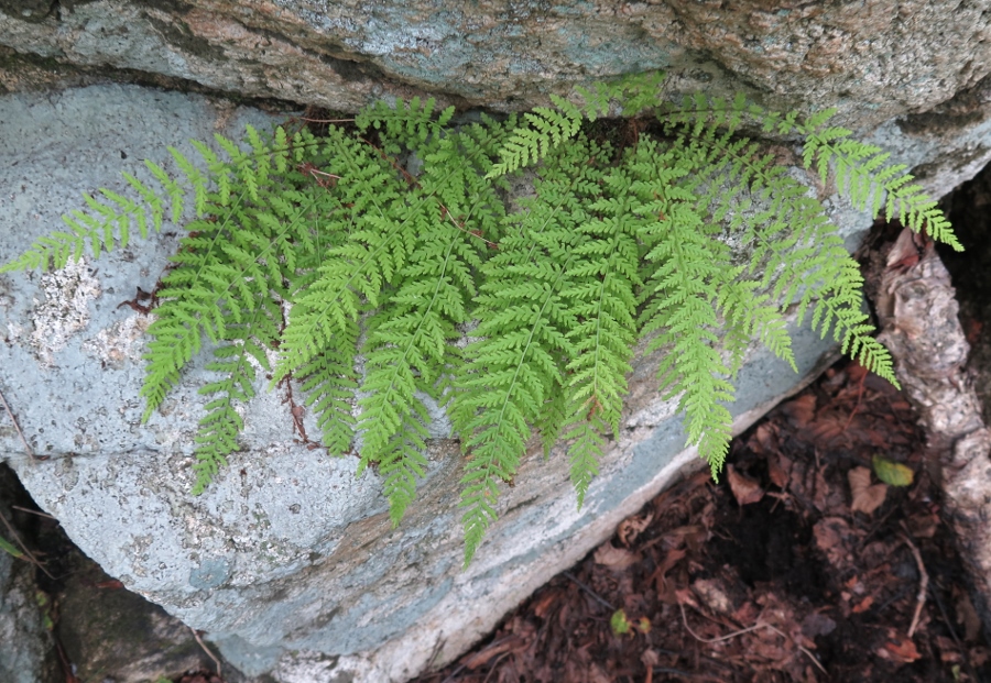 Изображение особи Protowoodsia manchuriensis.