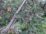 Banksia marginata. Часть растения с соцветиями и соплодиями. Австралия, г. Мельбурн, ботанический сад. 01.02.2016.