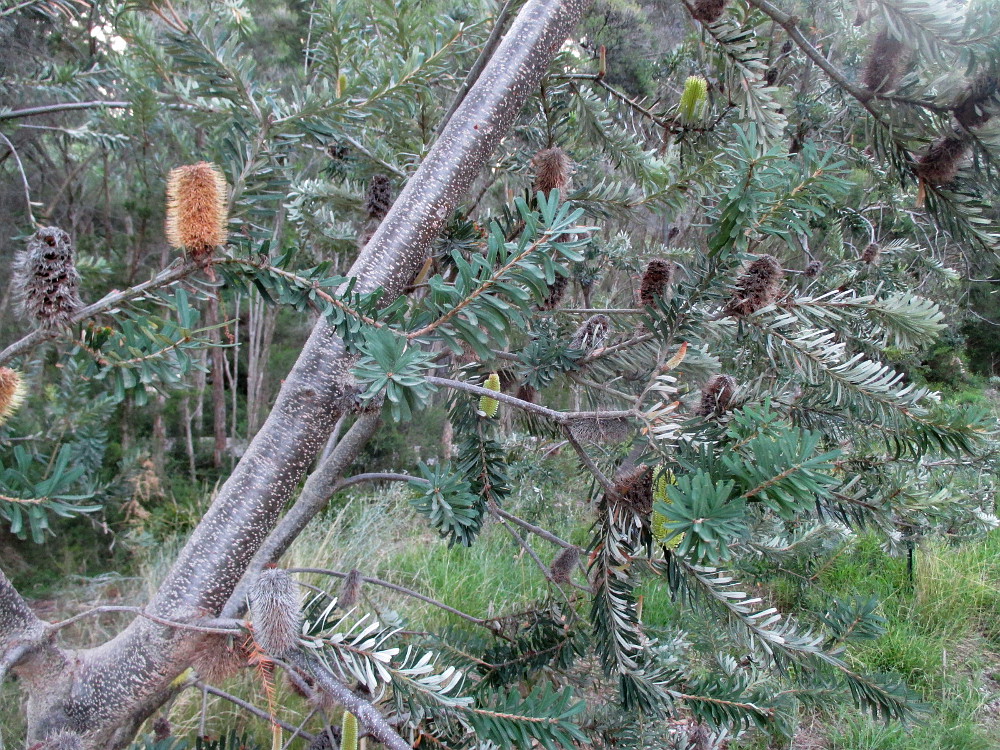 Изображение особи Banksia marginata.