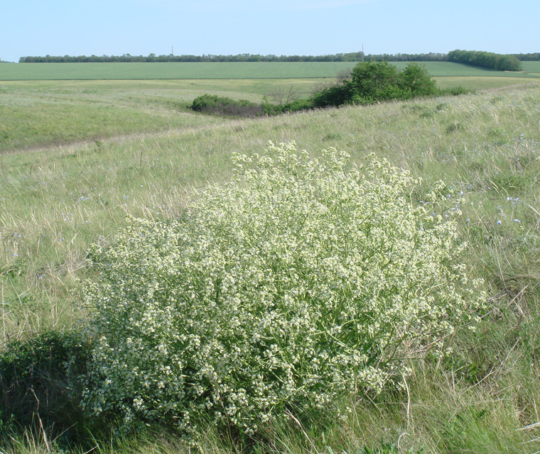 Изображение особи Crambe tataria.