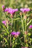 Centaurea jacea