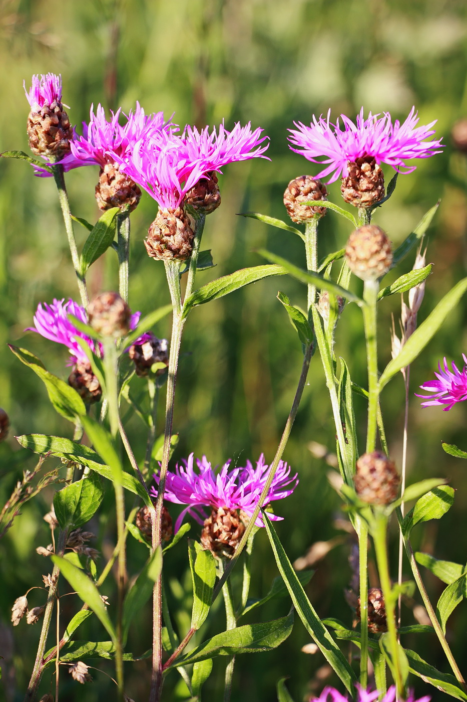 Изображение особи Centaurea jacea.