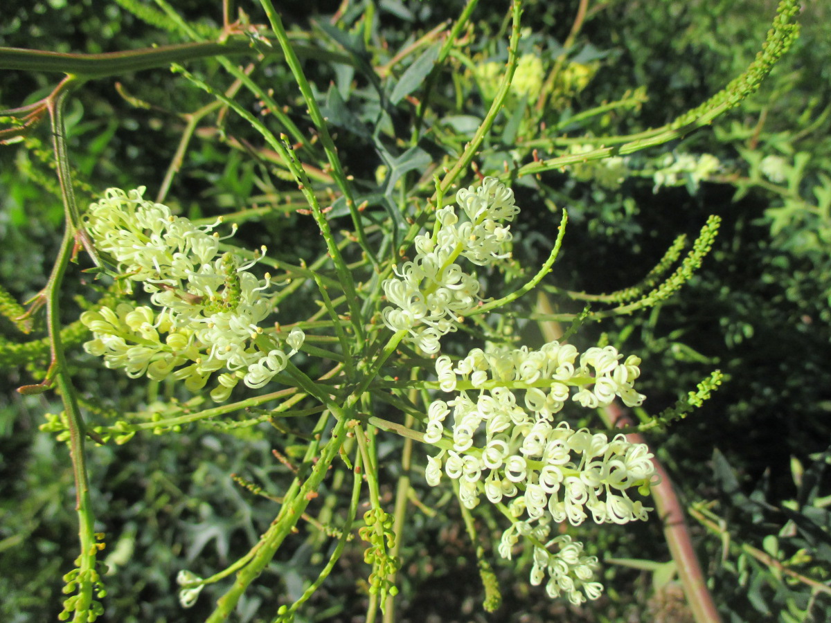 Изображение особи Grevillea flexuosa.