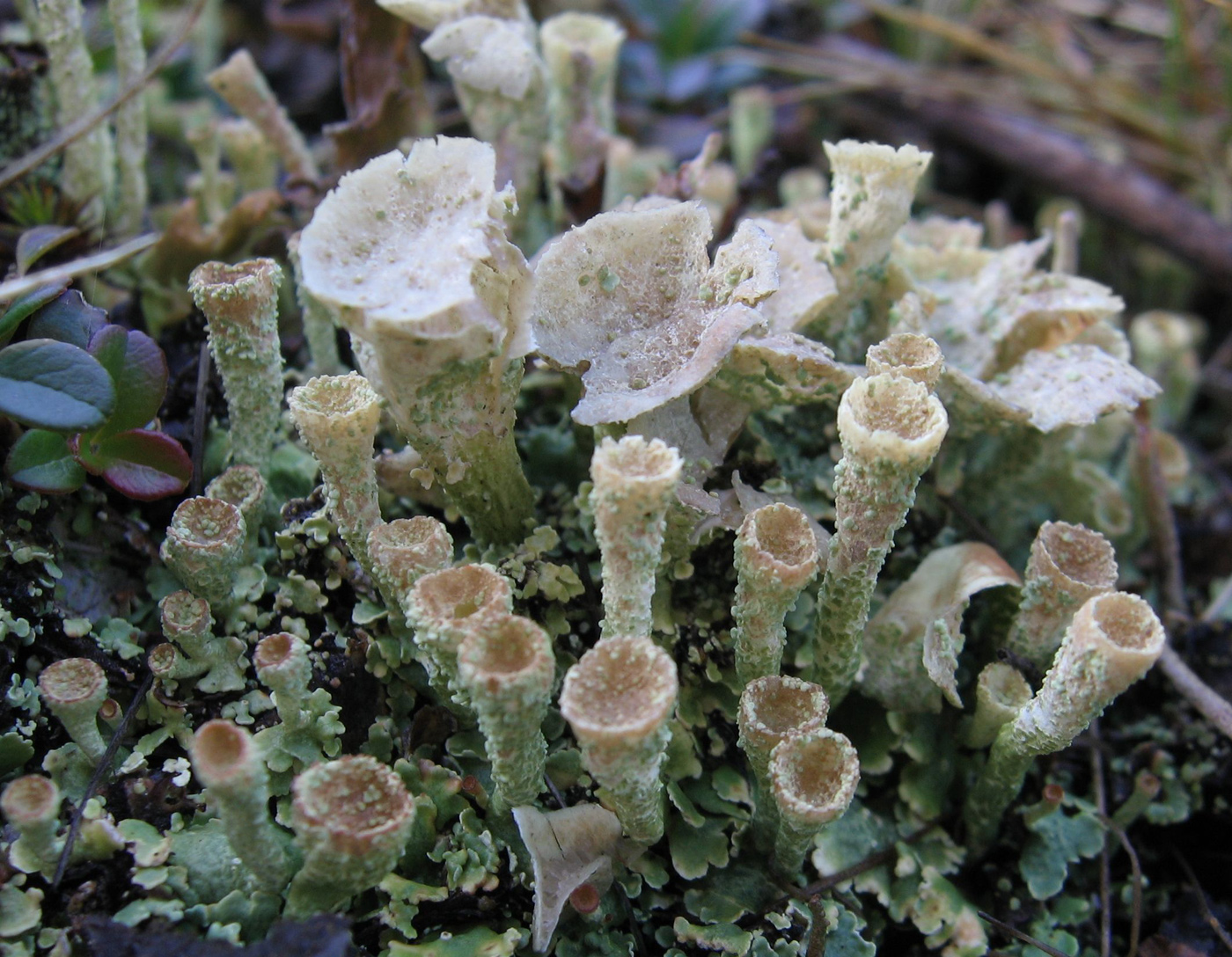 Изображение особи Cladonia pyxidata.