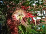 Monarda didyma