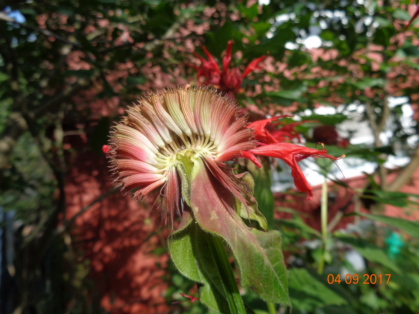 Изображение особи Monarda didyma.