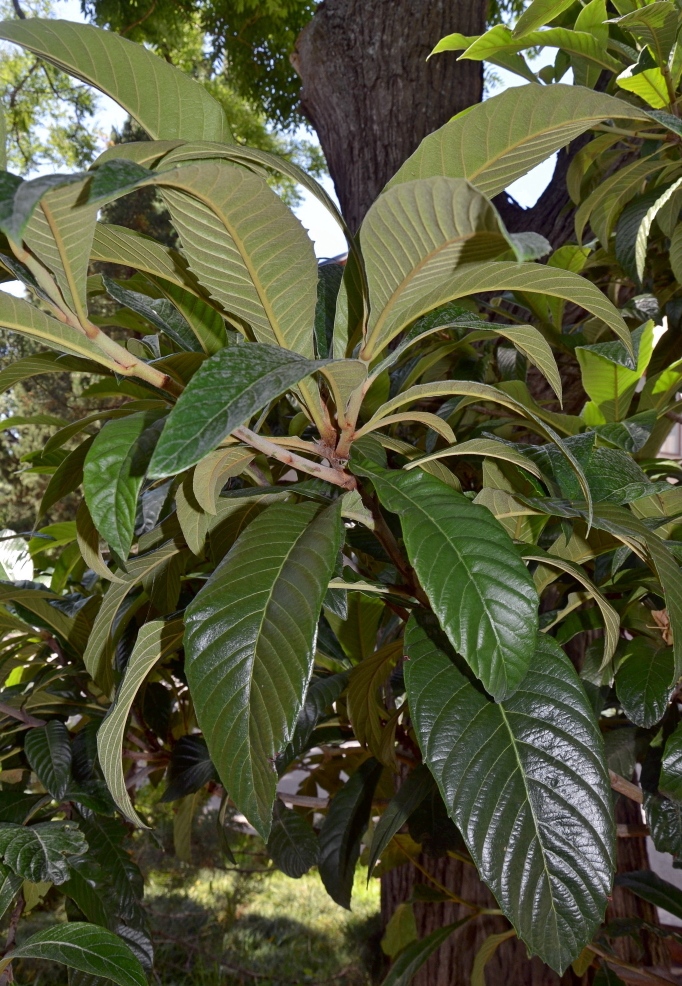 Image of Eriobotrya japonica specimen.