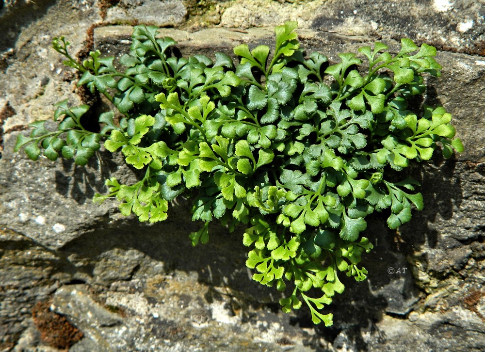 Image of Asplenium ruta-muraria specimen.