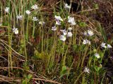 Pinguicula spathulata. Цветущие растения. Магаданская обл., окр. г. Магадан, п-ов Старицкого, мохово-кустарничковая тундра. 16.06.2013.