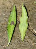 Persicaria lapathifolia