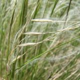 Stipa lessingiana. Часть колоса. Север Кубани, станица Шкуринская, остепнённый склон. 07.05.2010.