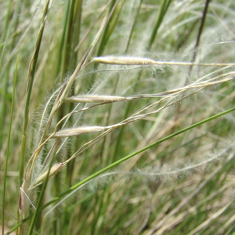 Изображение особи Stipa lessingiana.