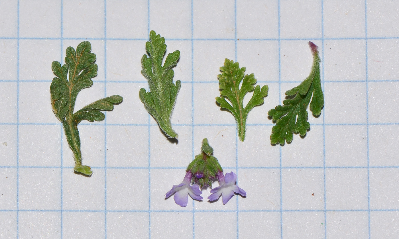 Image of Verbena supina specimen.