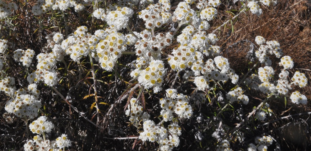 Изображение особи Anaphalis margaritacea.