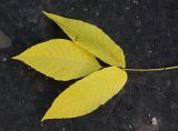 genus Fraxinus