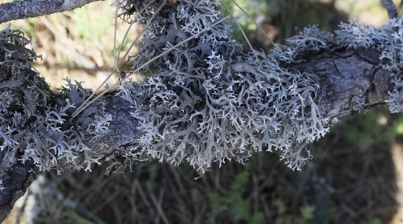 Image of Pseudevernia furfuracea specimen.