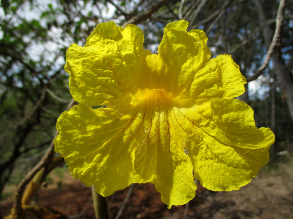 Image of Handroanthus chrysotrichus specimen.