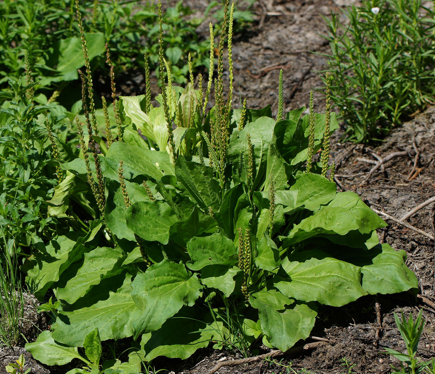 Изображение особи Plantago major.