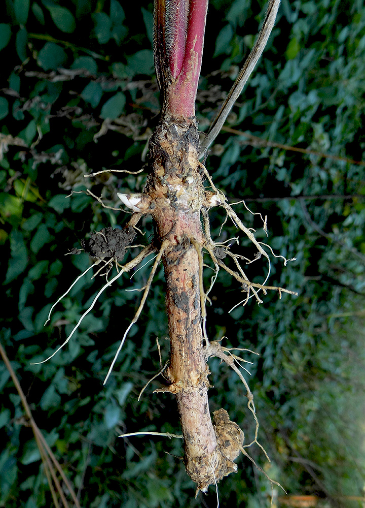 Image of Cephalaria gigantea specimen.