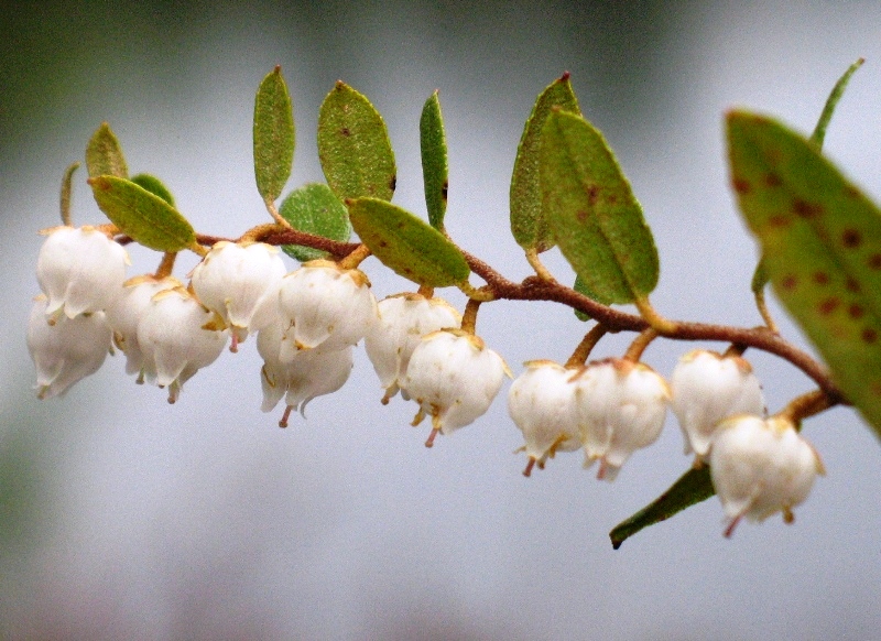 Изображение особи Chamaedaphne calyculata.