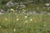 Cephalaria gigantea. Верхушки цветущих растений. Кабардино-Балкария, Эльбрусский р-н, южный склон Эльбруса, луг. 21.08.2008.