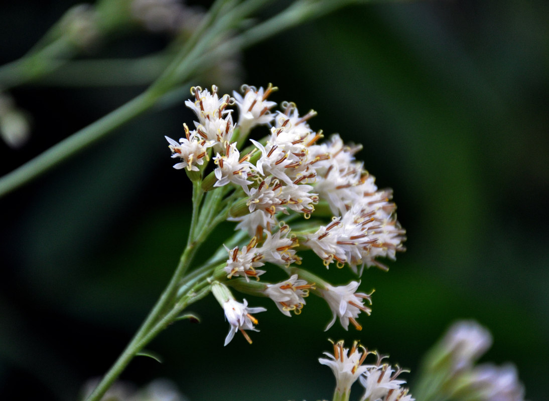 Image of Pojarkovia pojarkovae specimen.