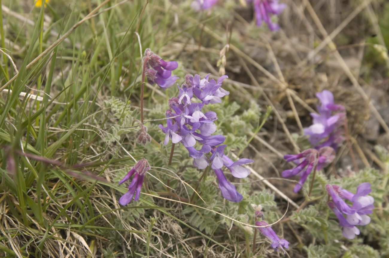 Изображение особи Vicia sosnowskyi.