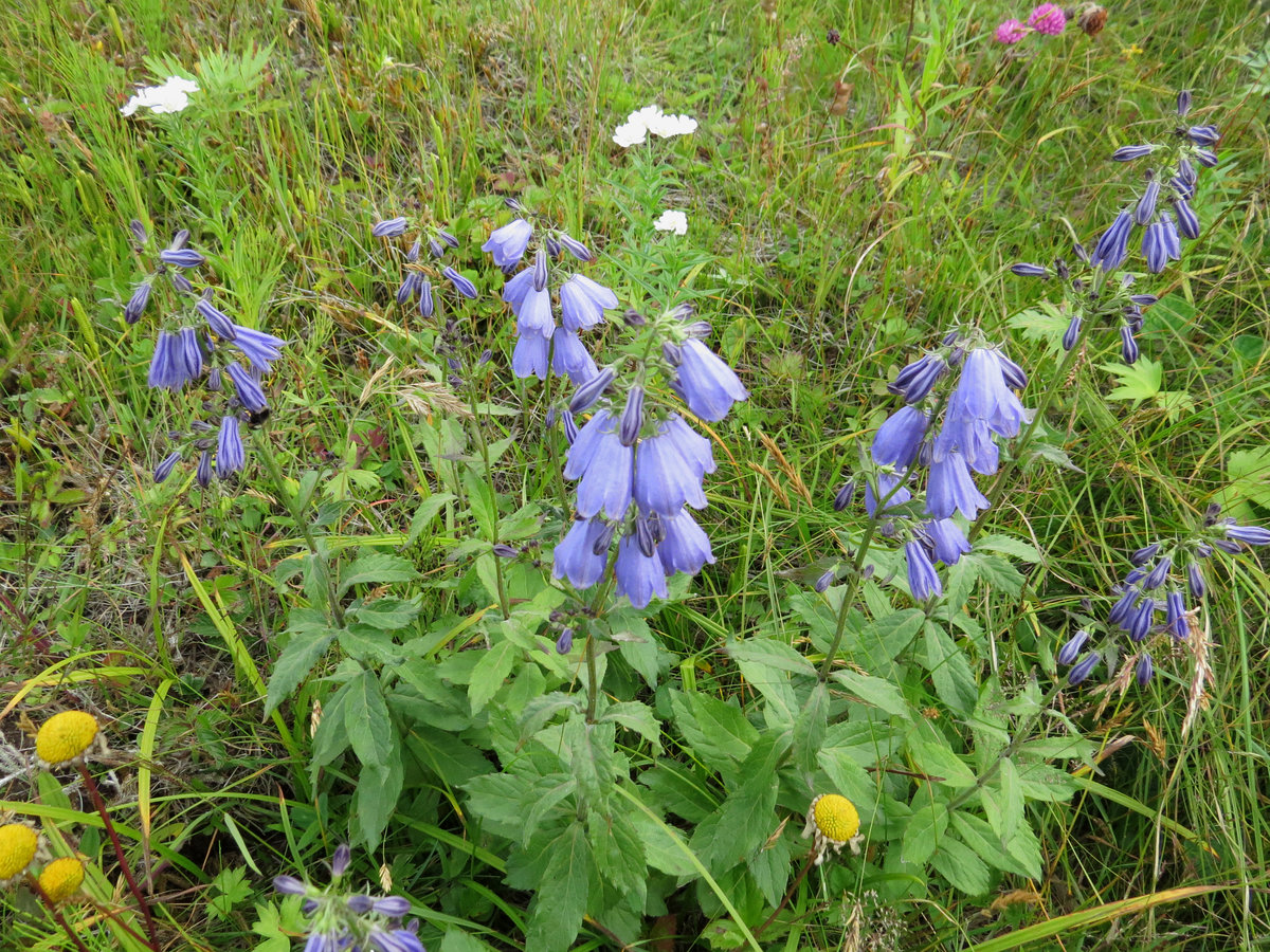 Изображение особи Adenophora triphylla.