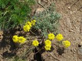 Alyssum lenense. Цветущее растение. Иркутская обл., оз. Байкал, о. Ольхон, мыс Хобой, степь. 09.06.2017.