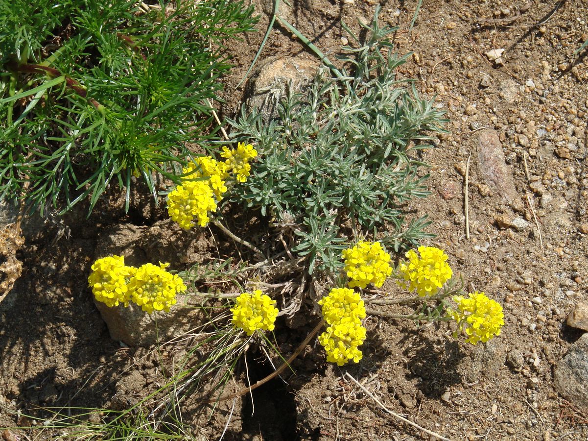 Изображение особи Alyssum lenense.