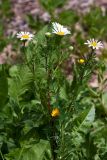 Anthemis palaestina