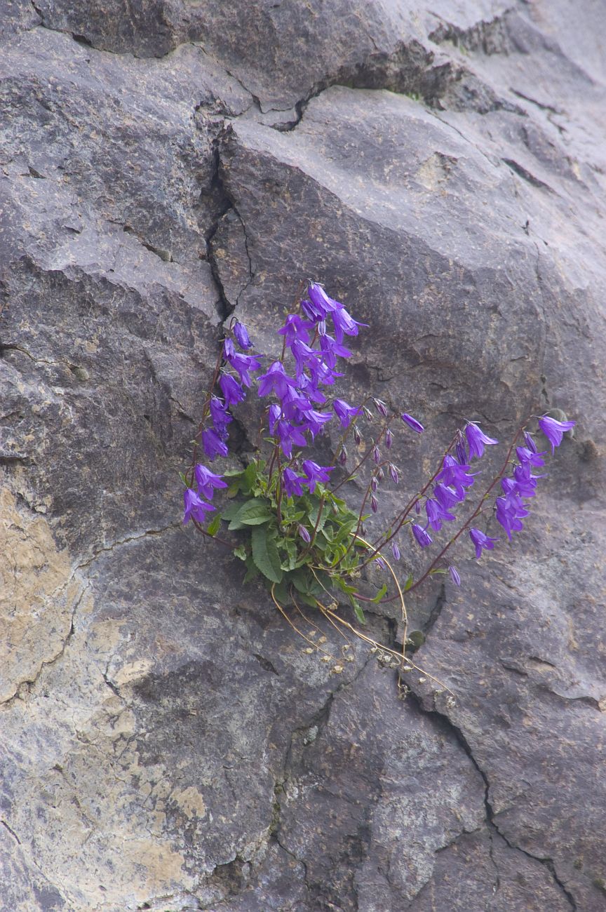 Изображение особи Campanula collina.