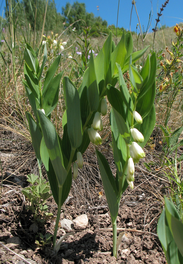 Изображение особи Polygonatum odoratum.
