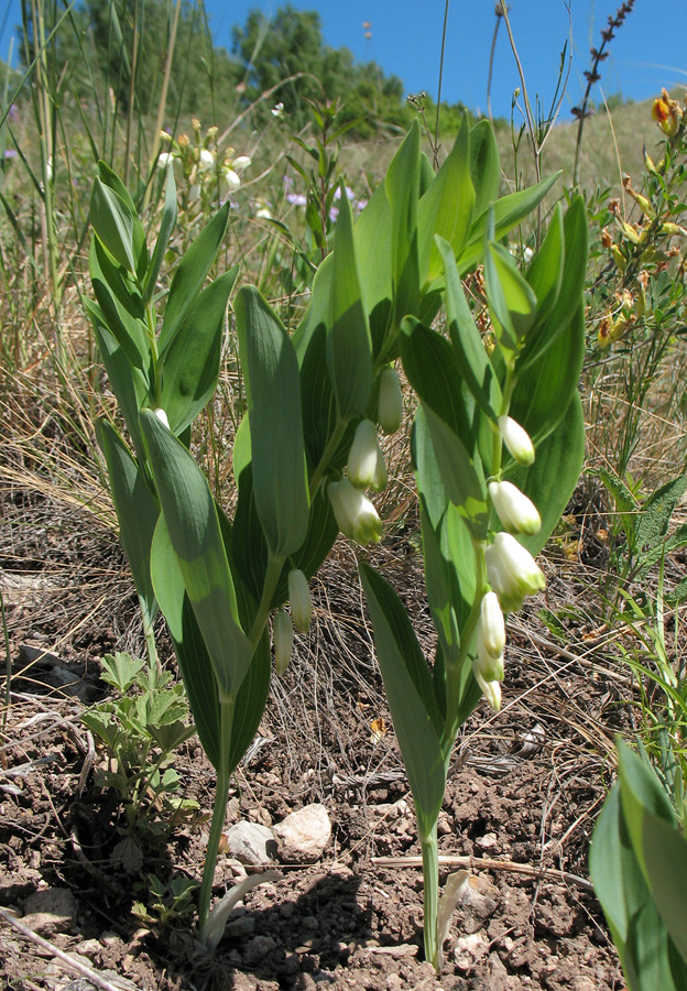 Image of Polygonatum odoratum specimen.